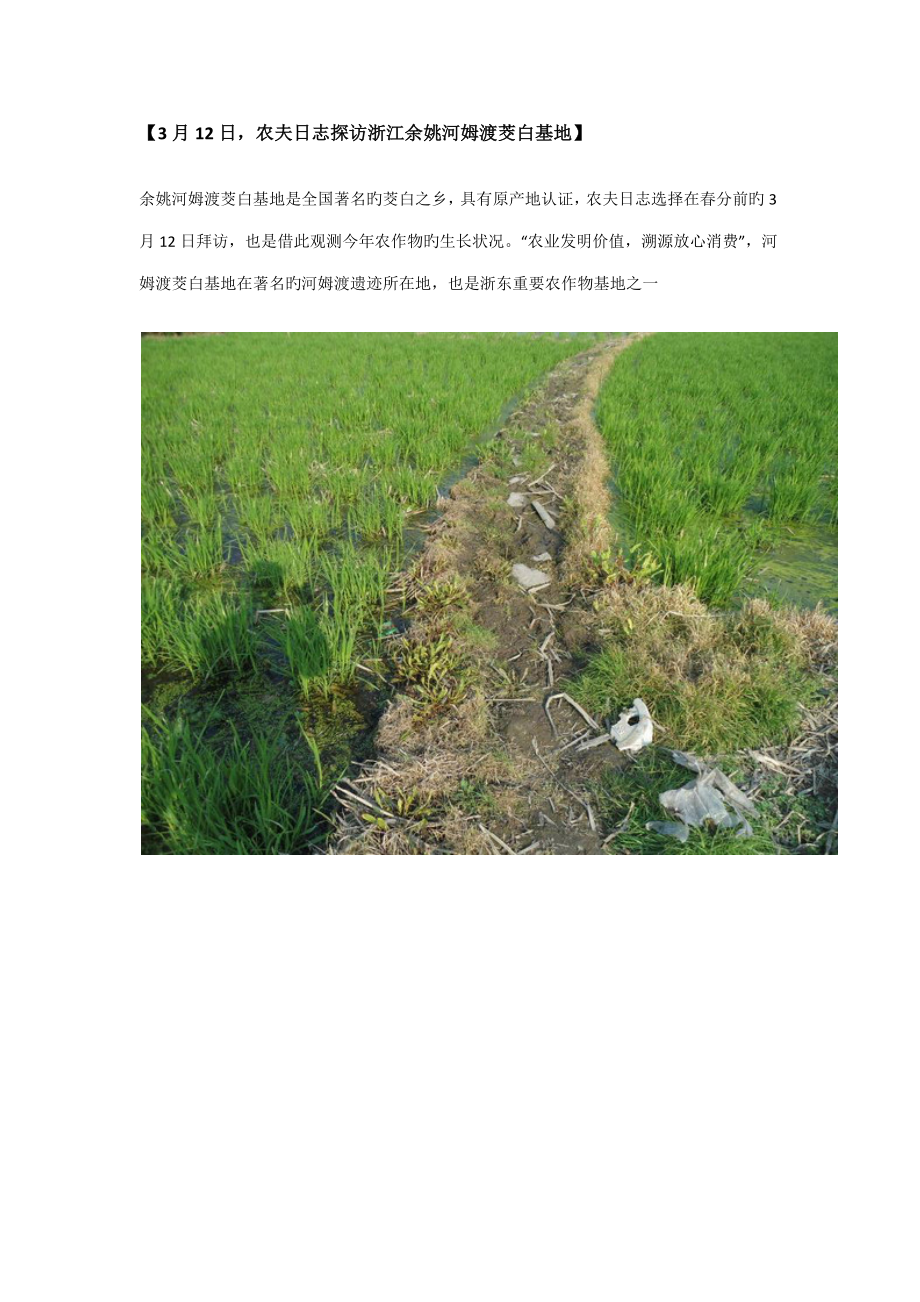 日农夫日记探访浙江余姚河姆渡茭白基地_第1页