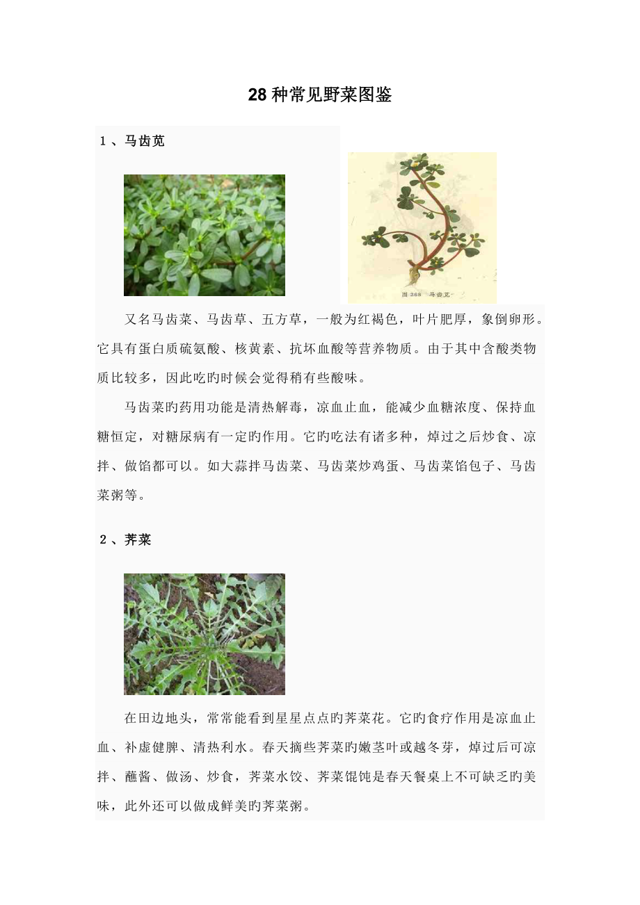 种常见野菜图_第1页