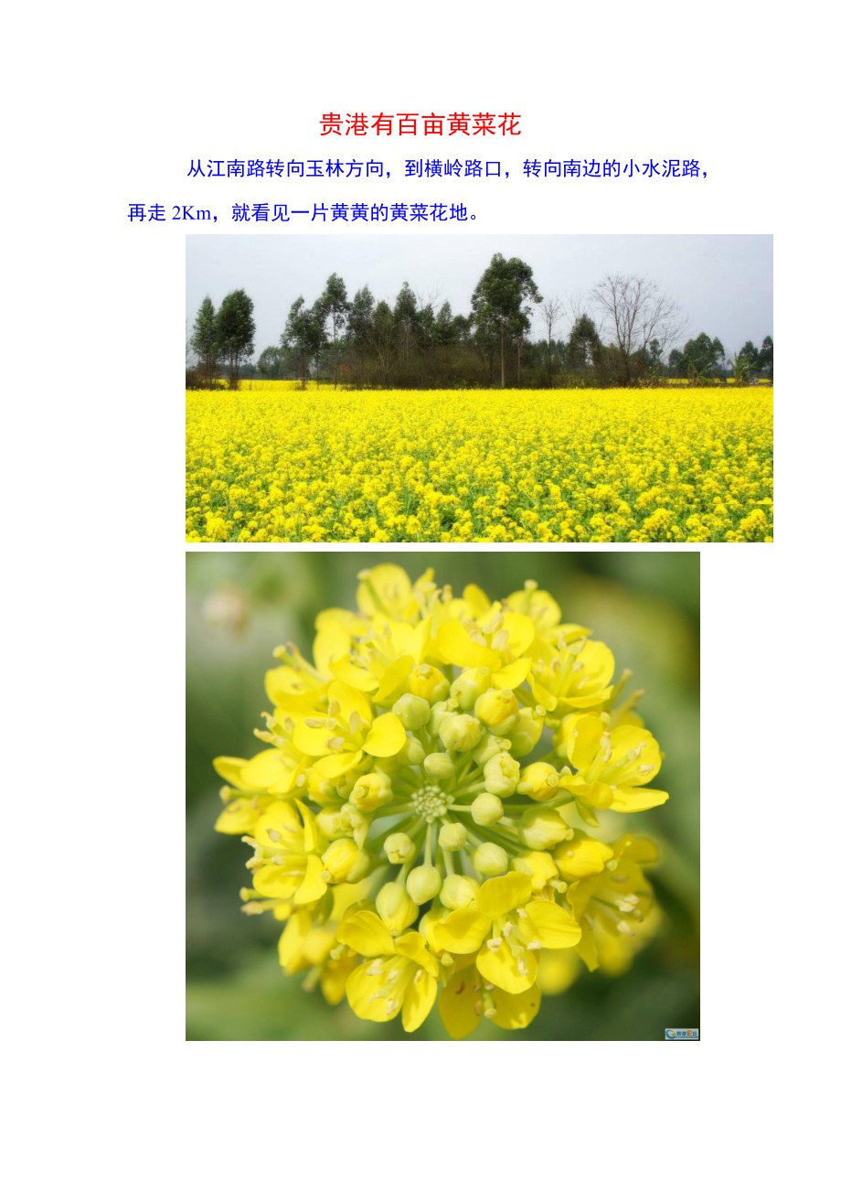 贵港有百亩黄菜花_第1页