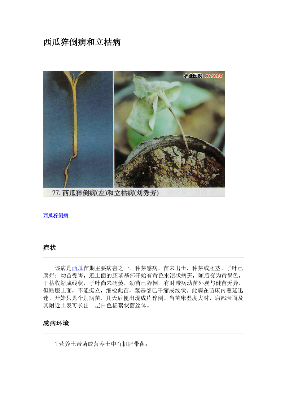 西瓜猝倒病和立枯病_第1页