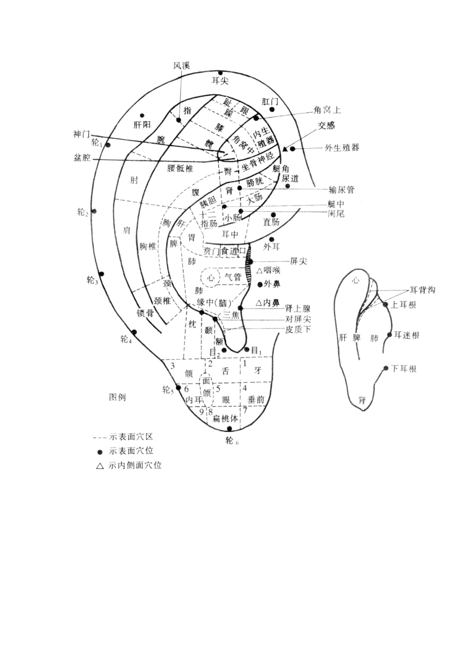 耳朵人体全息图_第1页