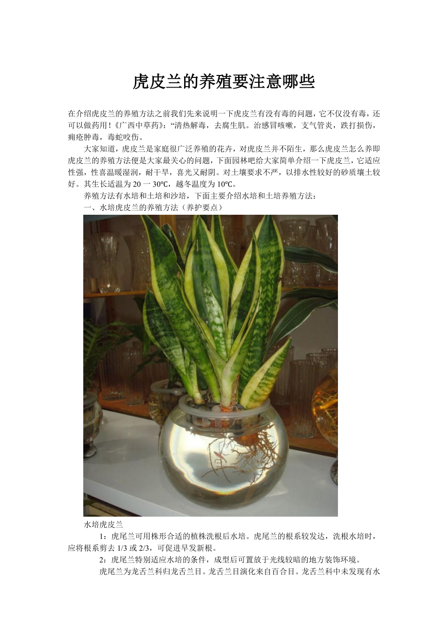 虎皮兰的养殖要注意哪些 (2)_第1页
