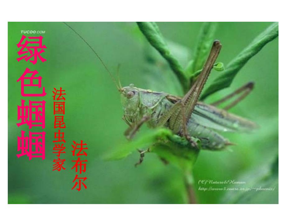 23绿色蝈蝈 (2)_第1页