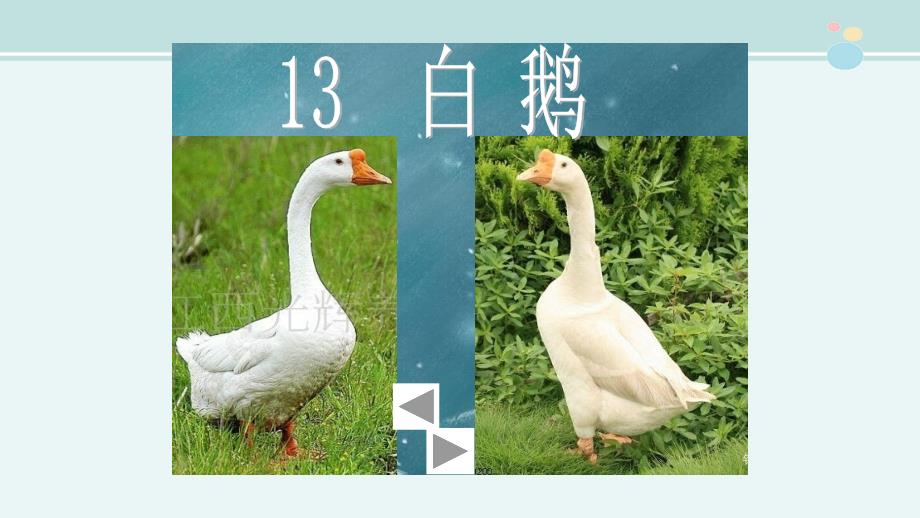 《白鹅》一等奖-完整版PPT课件_第1页