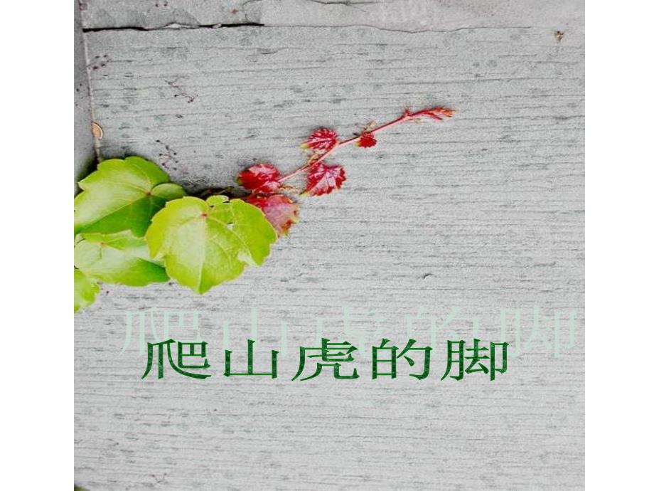 四上6爬山虎的脚_第1页