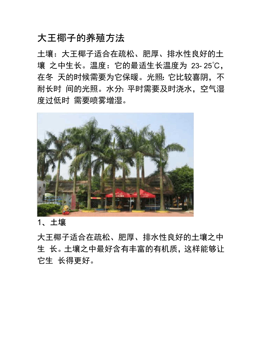 大王椰子的养殖方法_第1页