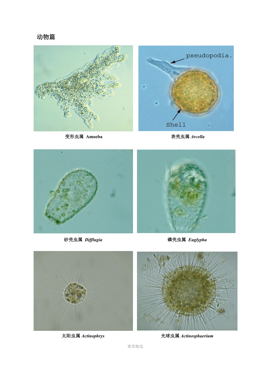 常见水生动植物图片及名称大全_第1页