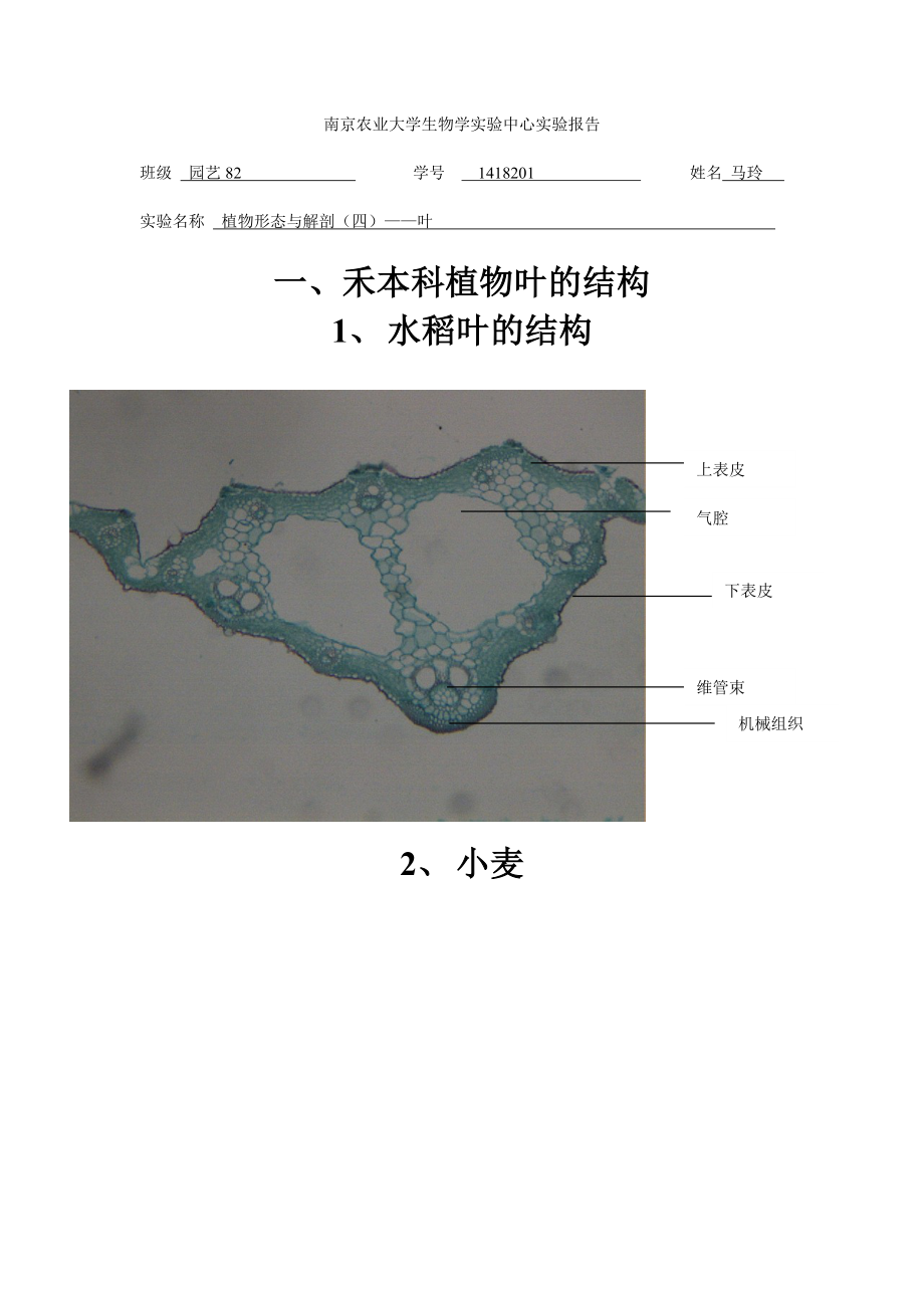植物学实验植物形态与解剖四叶_第1页