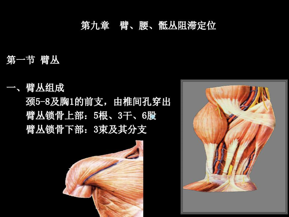 臂、腰、骶丛阻滞定位_第1页