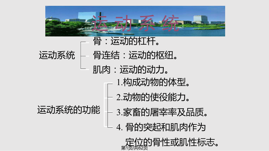运动系统骨与骨连接_第1页