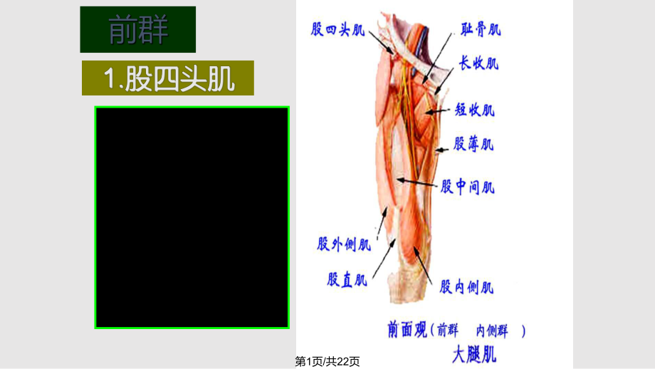 运动解剖学下肢肌大腿肌_第1页