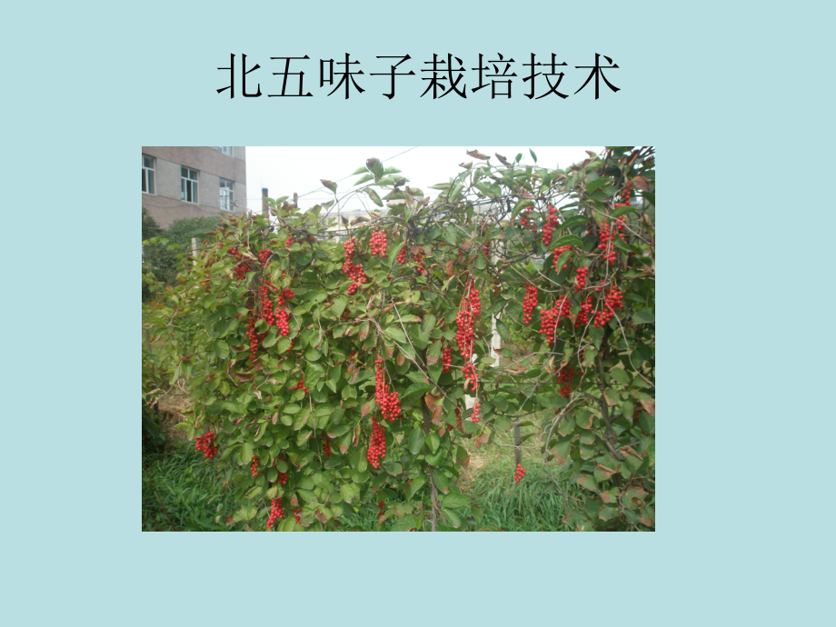 北五味子栽培技术_第1页
