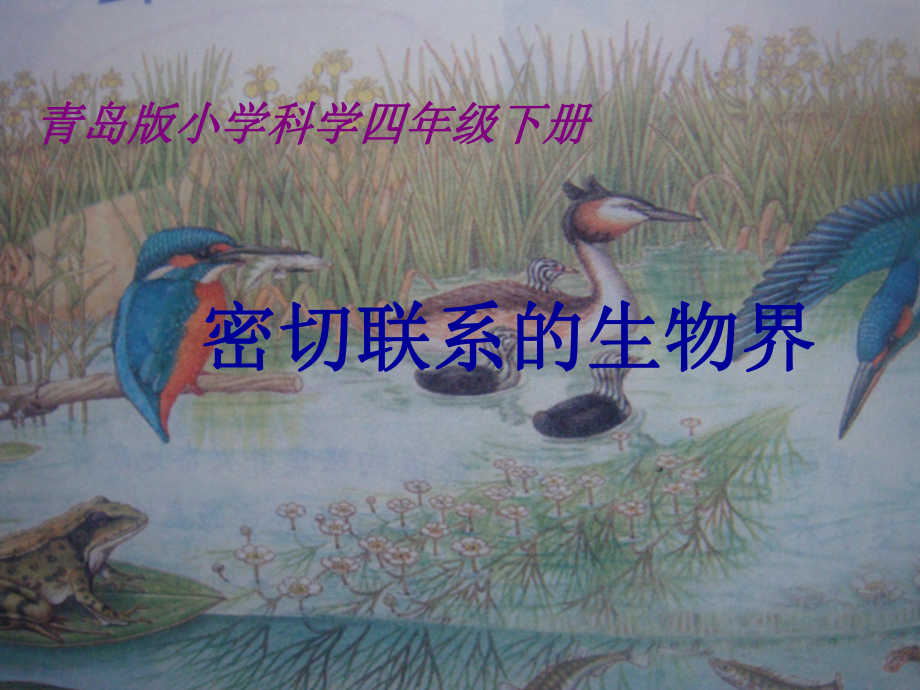 青岛版小学科学四年级下册密切联系的生物界课件_第1页