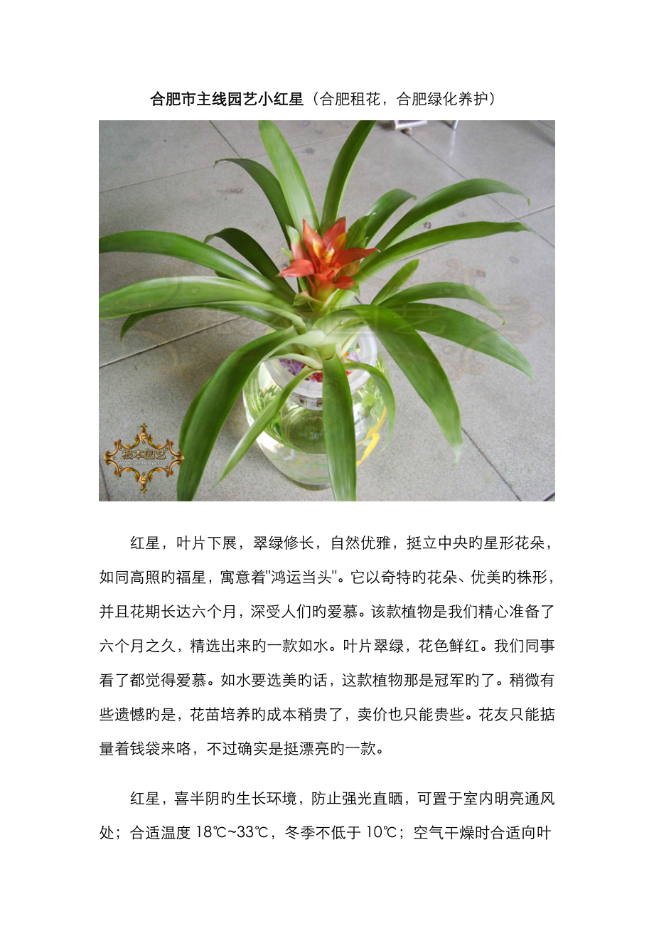 合肥市根本园艺绿化养护小红星合肥租花_第1页