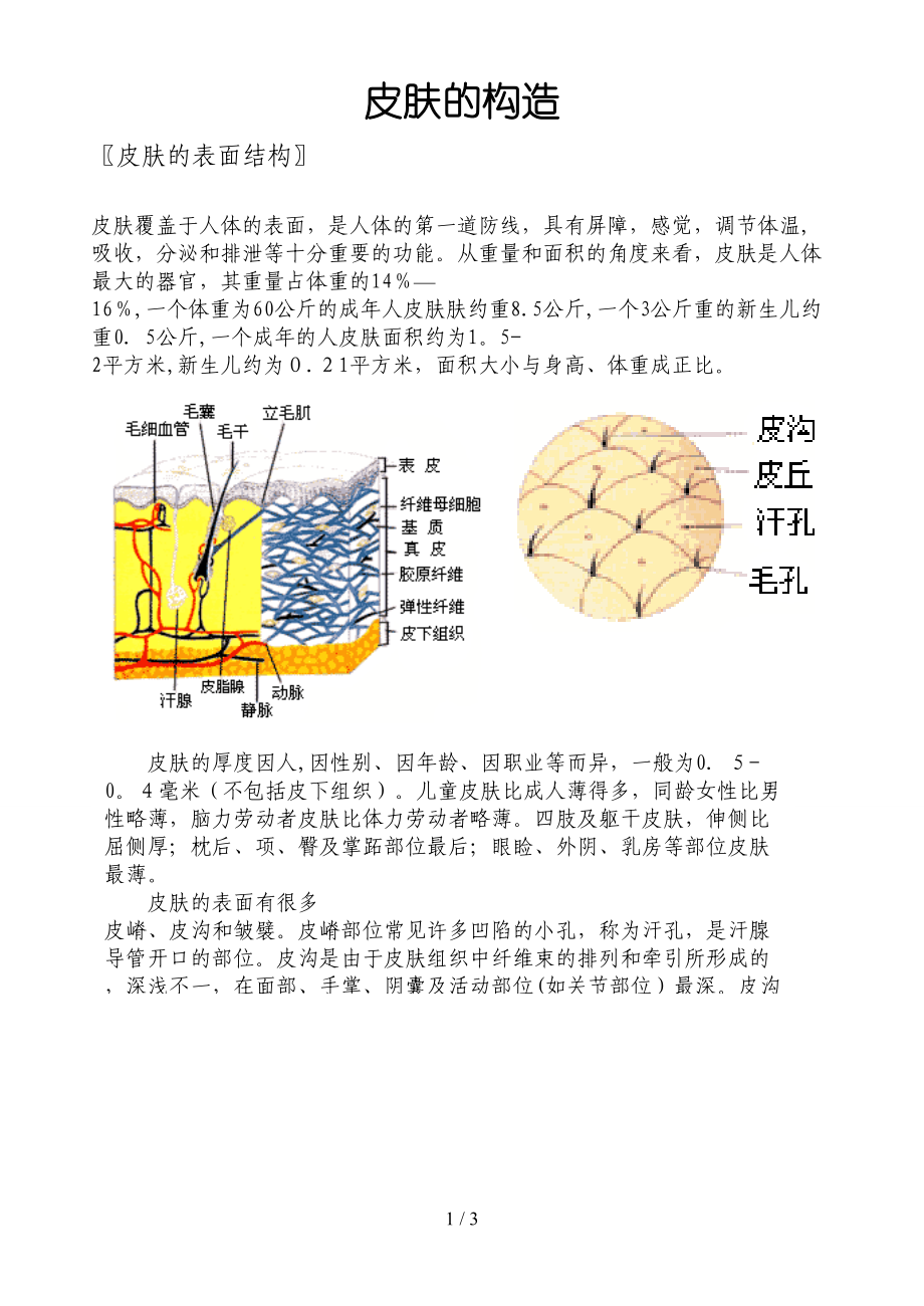 皮肤的表面结构_第1页