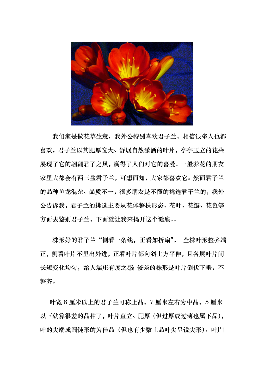 我外公的君子兰品质鉴别_第1页