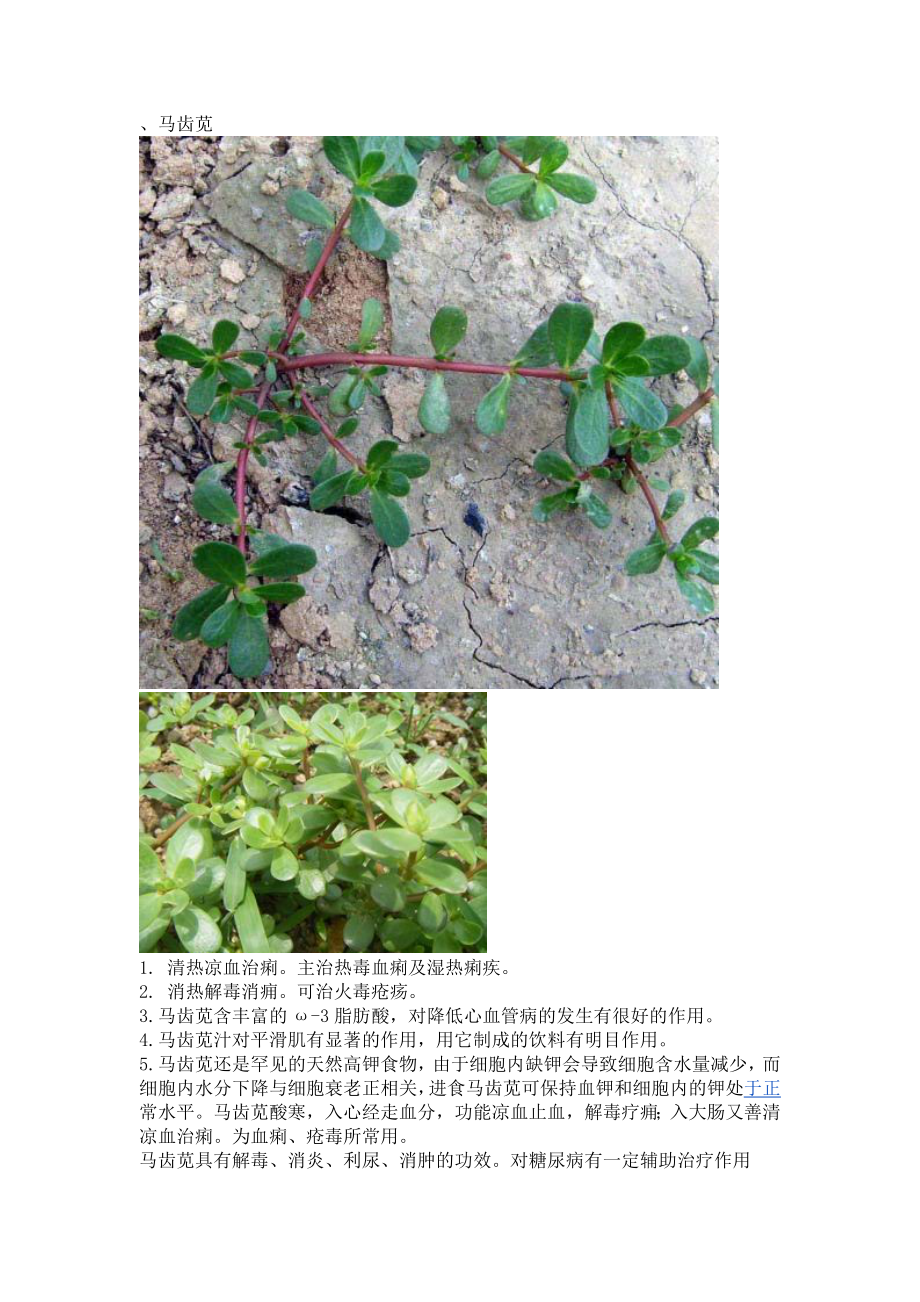 乡间植物(临浯)_第1页