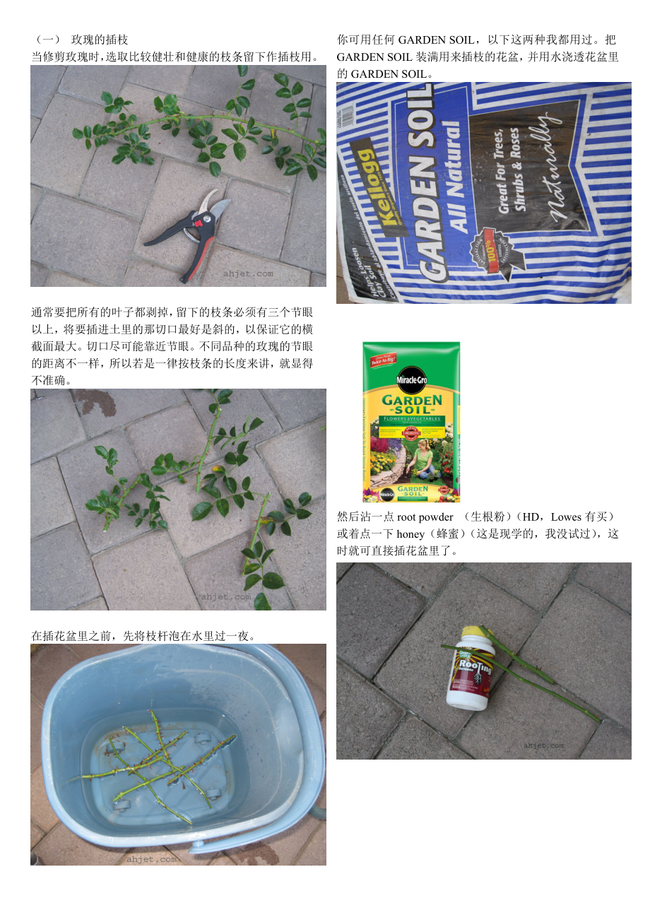 玫瑰的插枝修剪及除病虫害_第1页